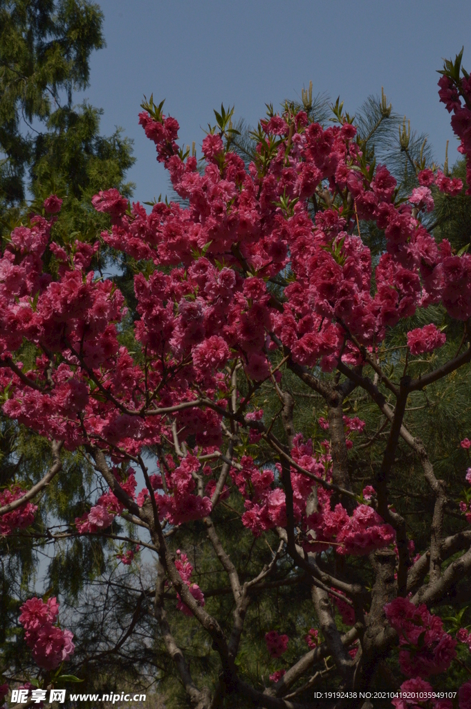 碧桃花儿