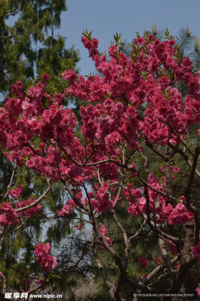 碧桃花儿