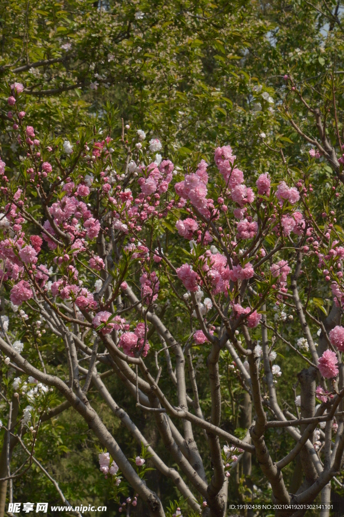 碧桃花儿