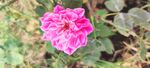 月季花