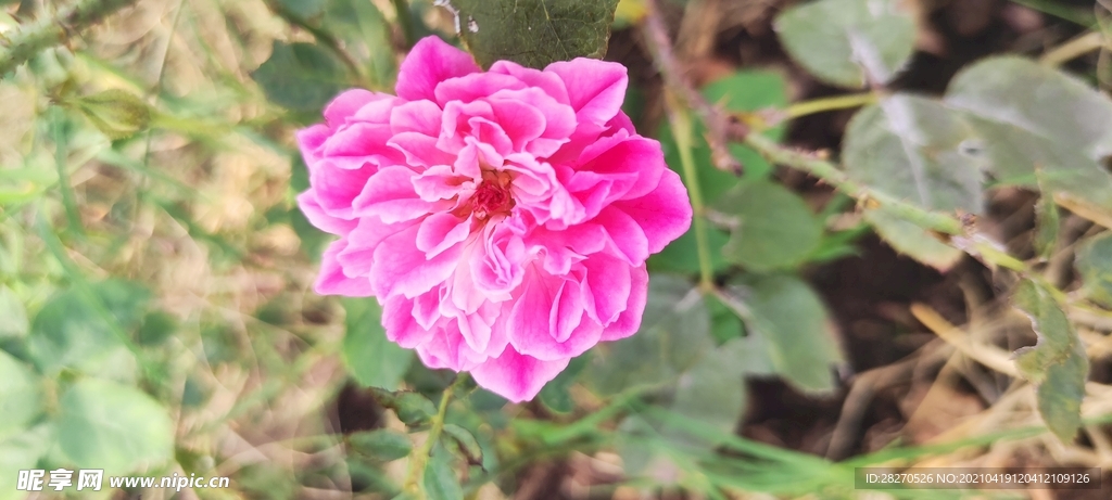 月季花