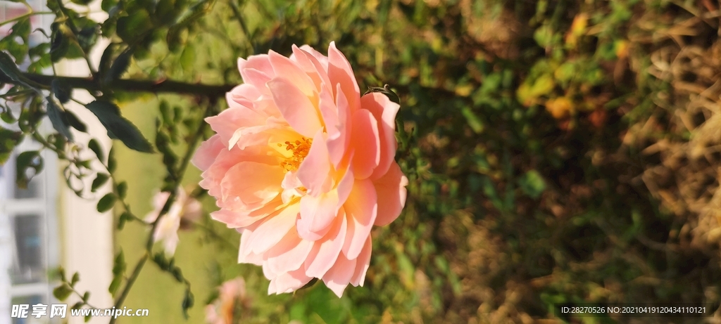 月季花