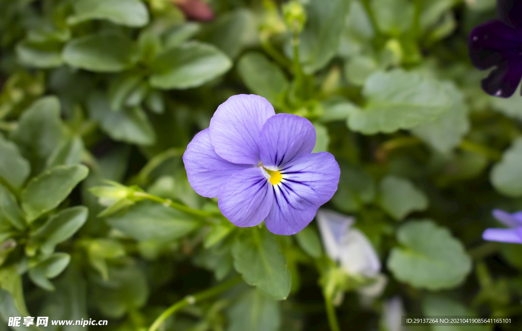 小花