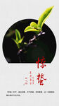 春芽