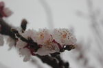 3月桃花雪  桃花