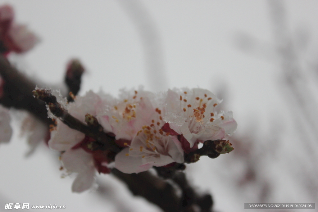 3月桃花雪  桃花