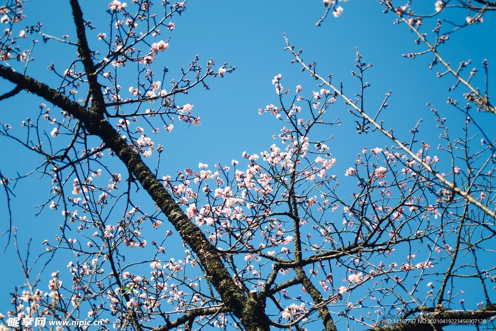 桃花