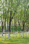 小树林风景