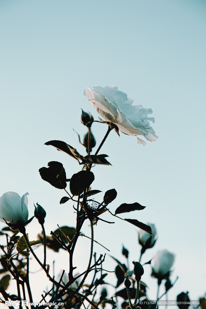 玫瑰花