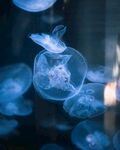 水母