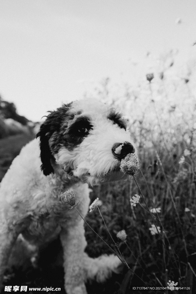 狗