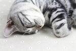 美短猫猫睡觉