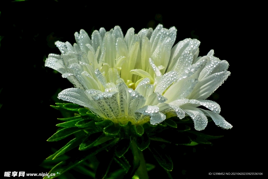 漂亮的翠菊