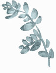 手绘水彩花型