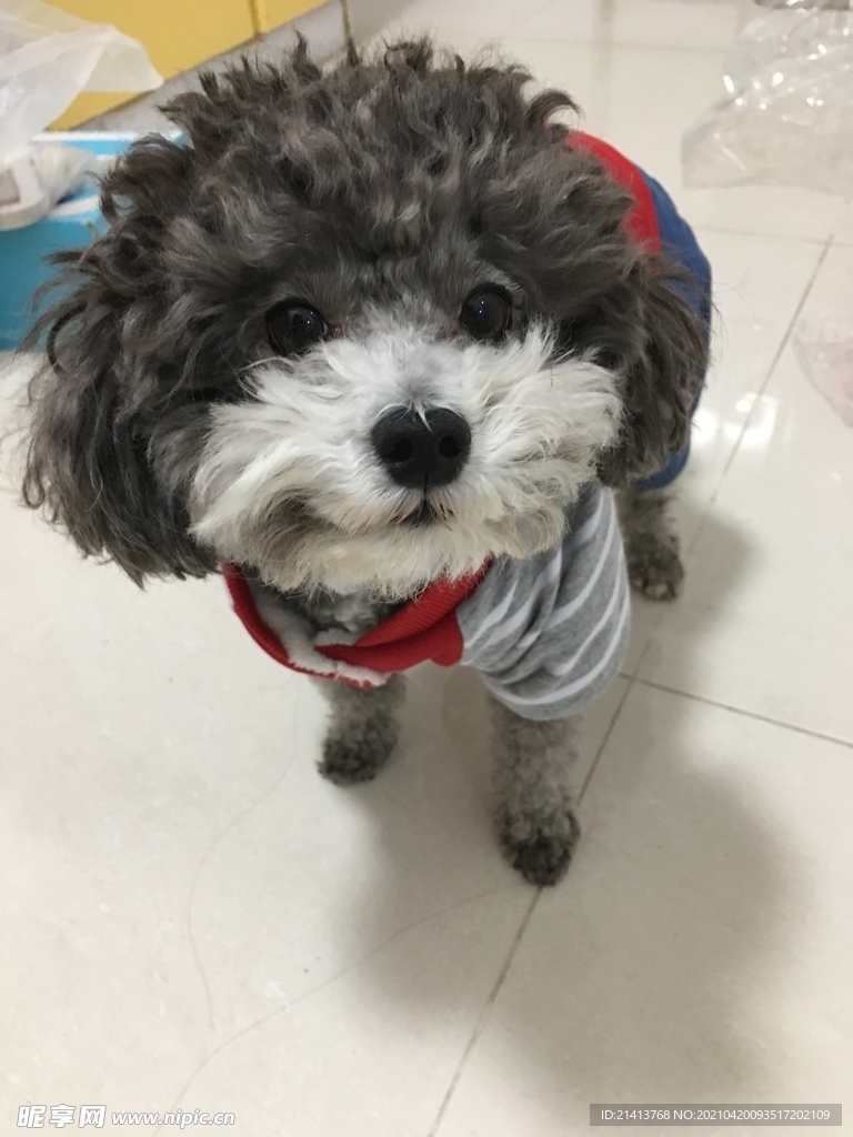小狗宠物狗