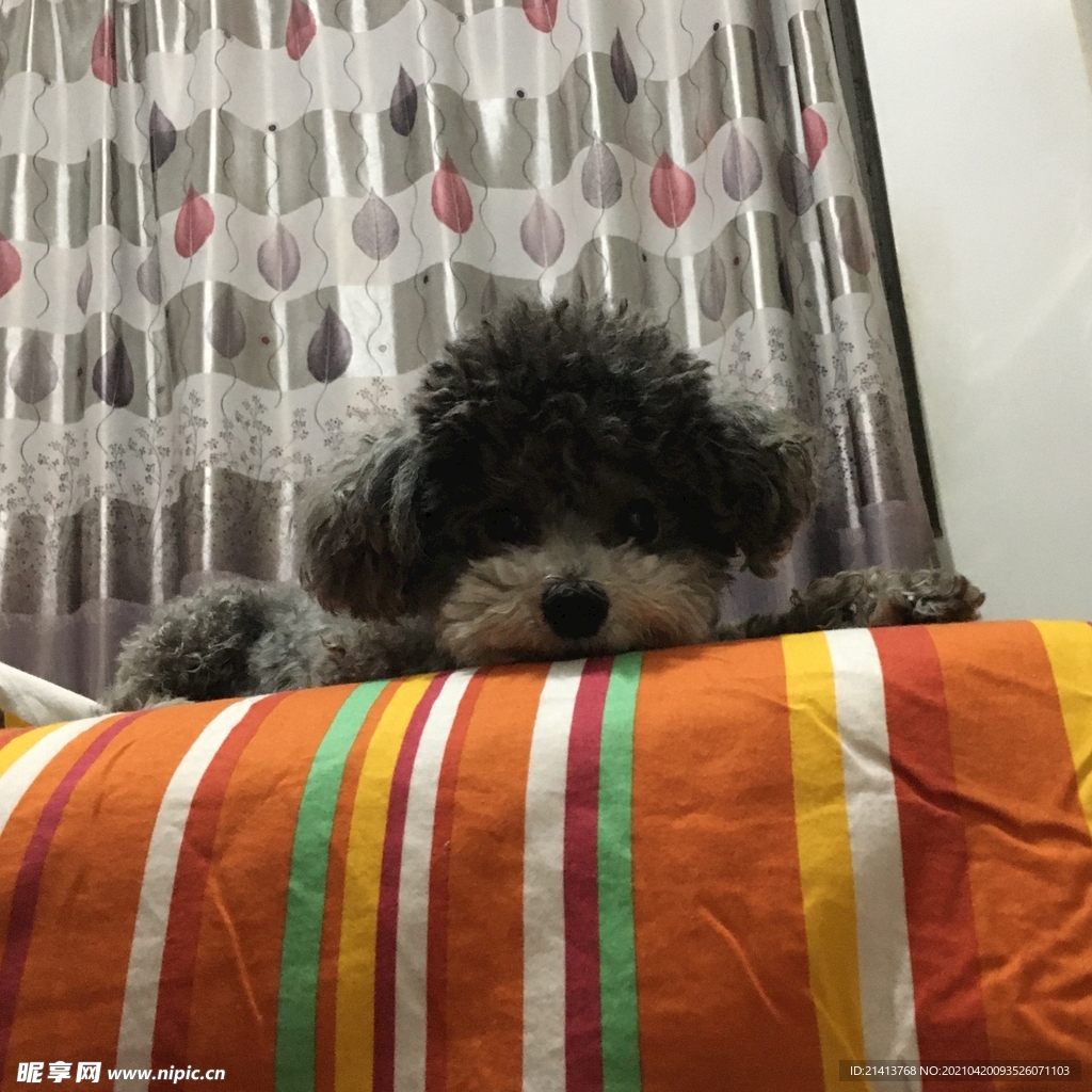 小狗宠物狗