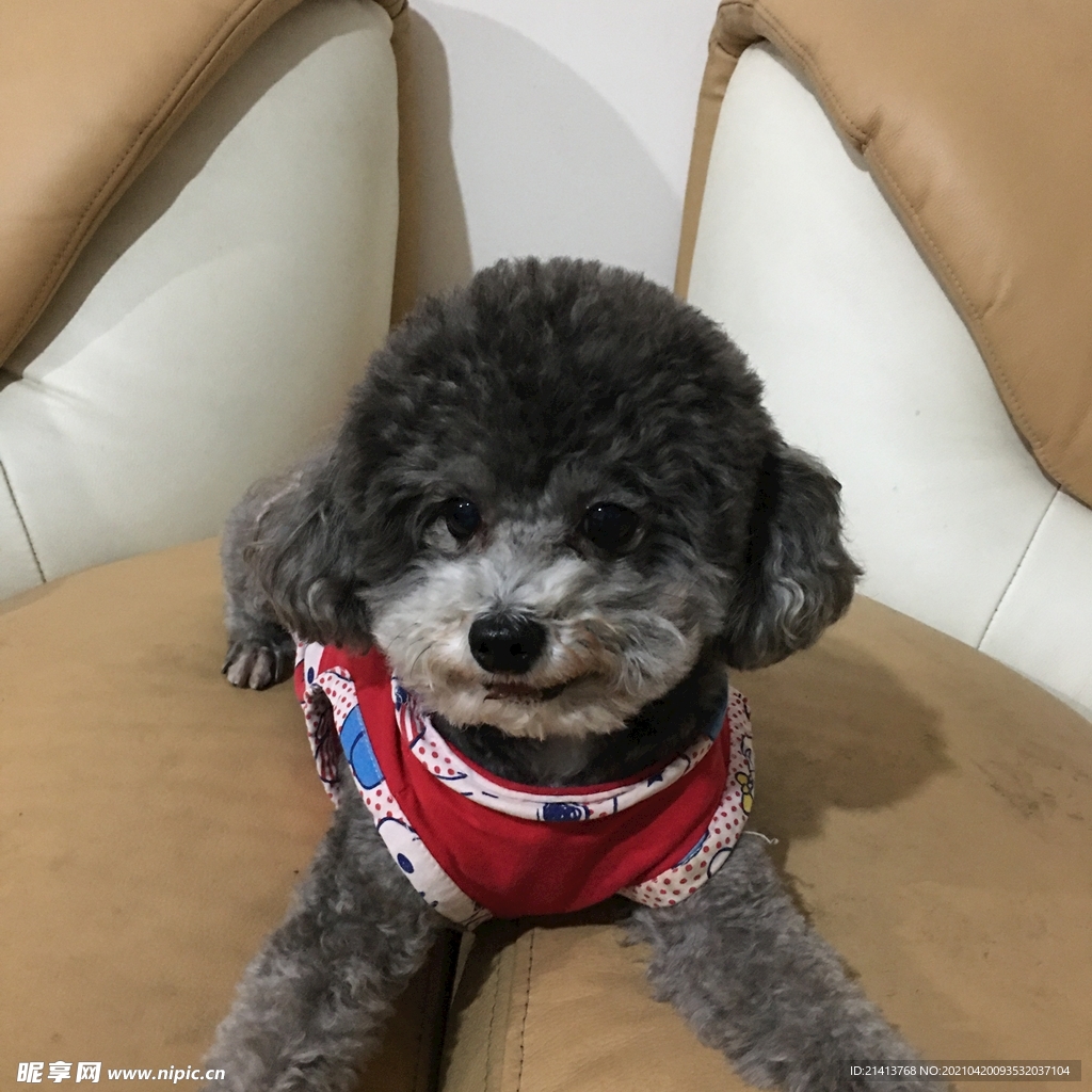 小狗宠物狗