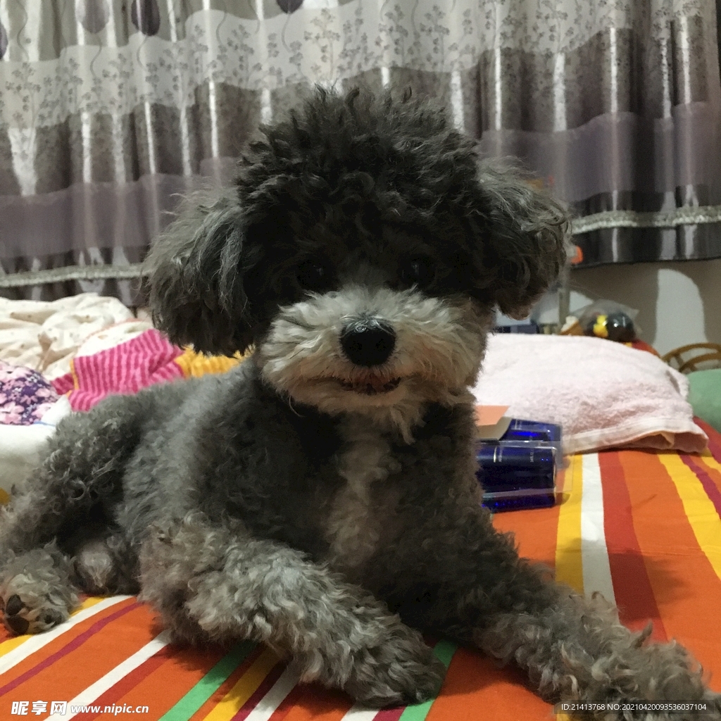 小狗宠物狗