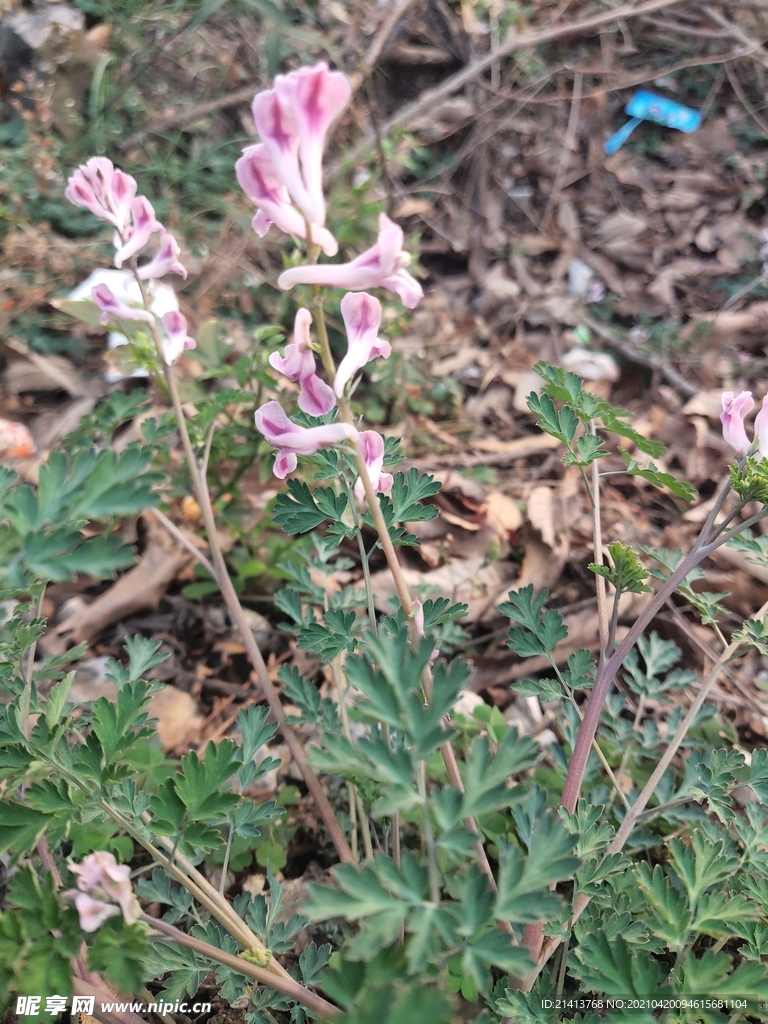 鲜花花朵花卉