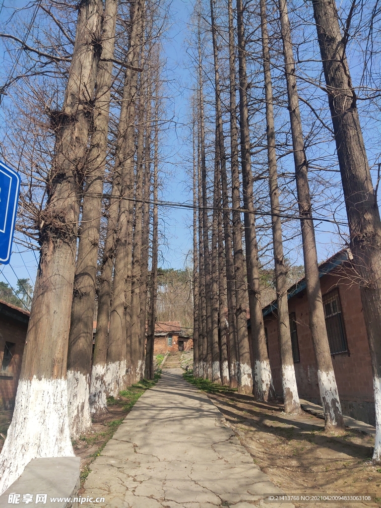 大树树木树林