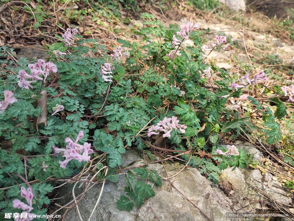 鲜花花朵花卉