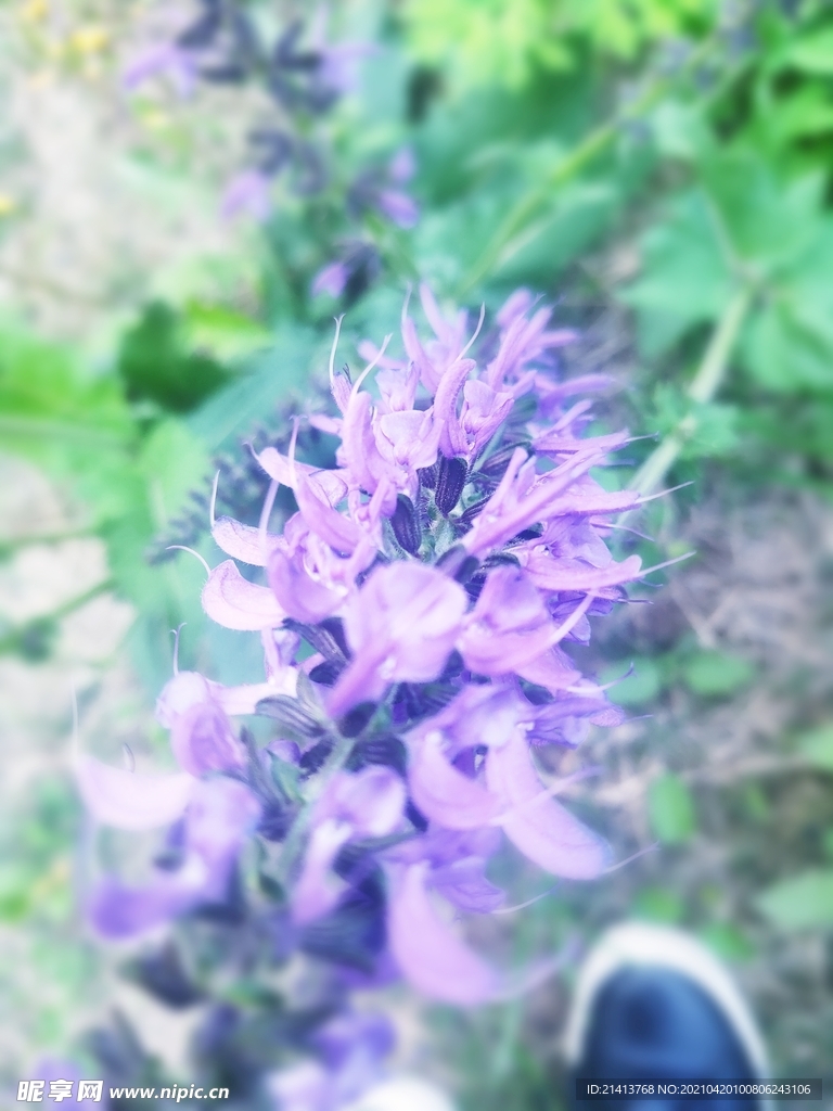 鲜花花朵花卉
