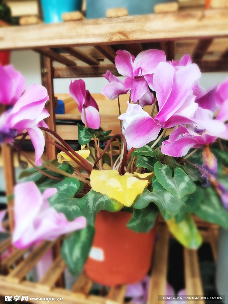 鲜花花朵花卉