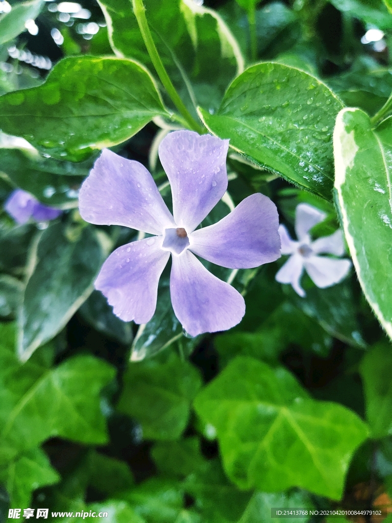 鲜花花朵花卉