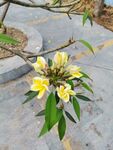 鸡蛋花