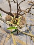鸡蛋花