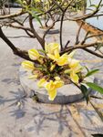鸡蛋花