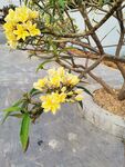 鸡蛋花