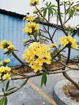 鸡蛋花