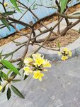 鸡蛋花