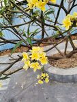 鸡蛋花