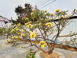 鸡蛋花 