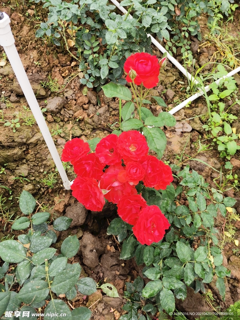 玫瑰花 