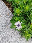 小白花 