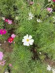 波斯菊