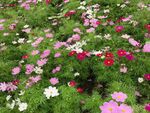 波斯菊
