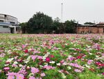 波斯菊