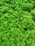 艾草