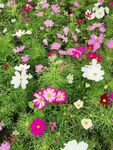 波斯菊