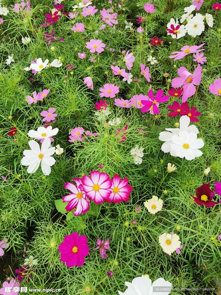 波斯菊