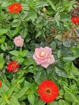 非洲菊