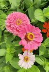 非洲菊