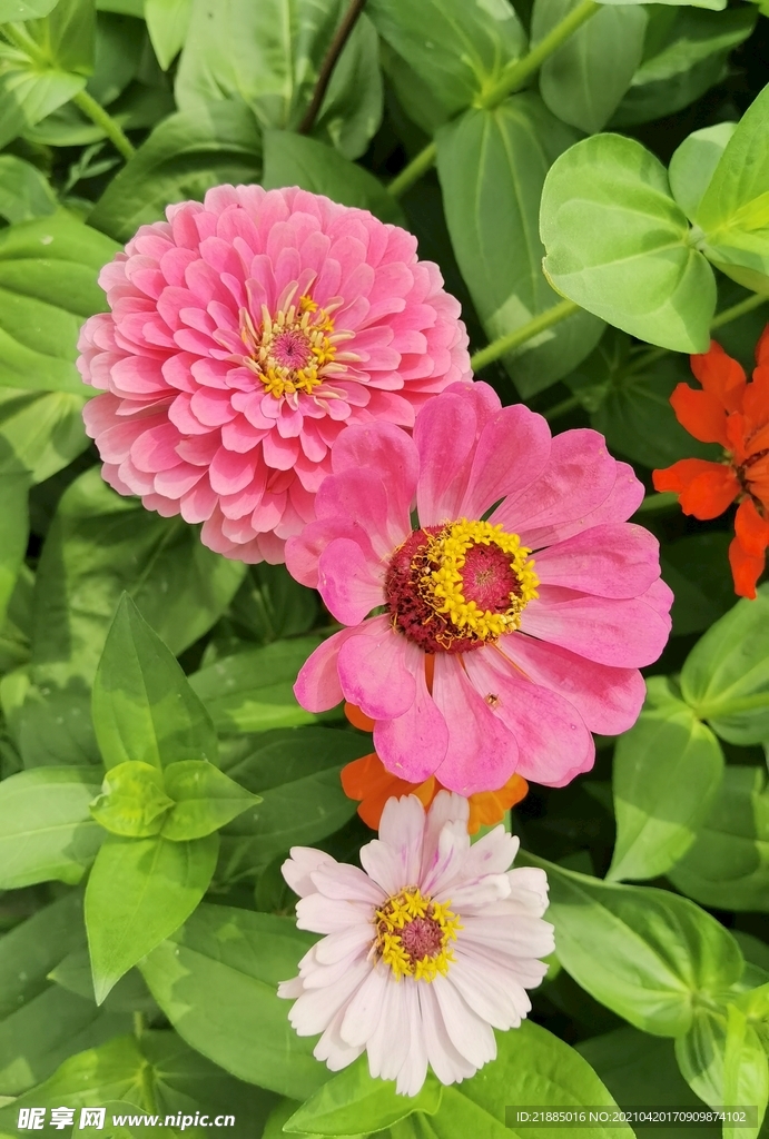 非洲菊