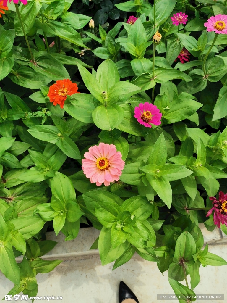 非洲菊