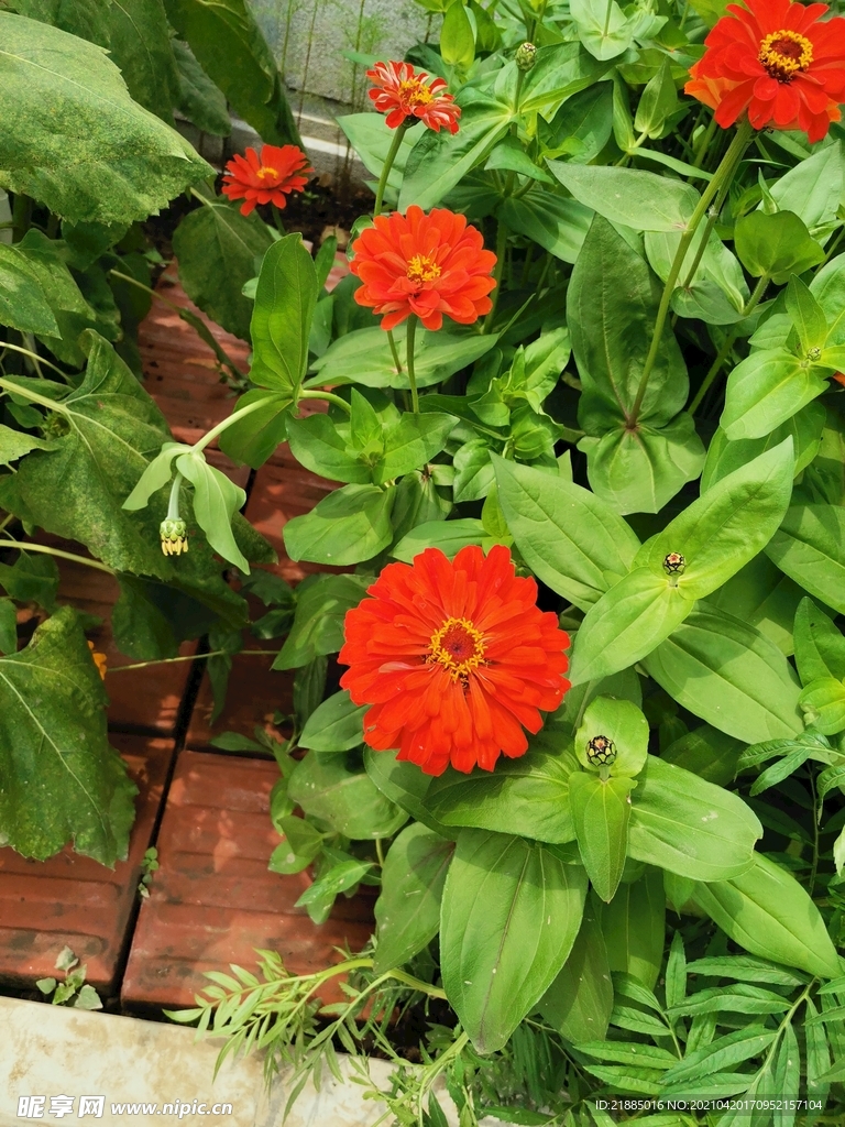 非洲菊