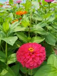 非洲菊